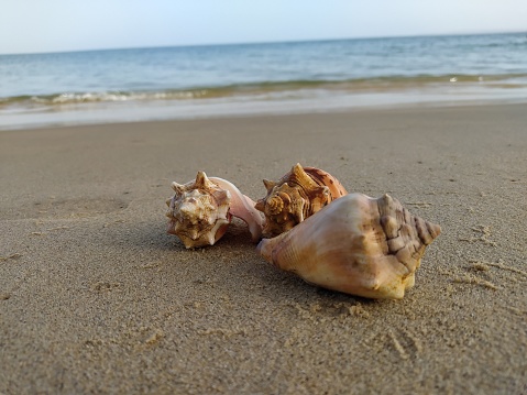 shells on the beach.