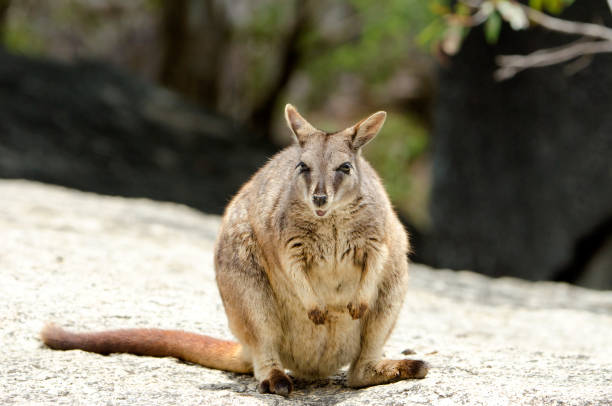 Cute small Rock Wallaby, Mareeba, Queensland, Australia.  Member of the  Macropod family
