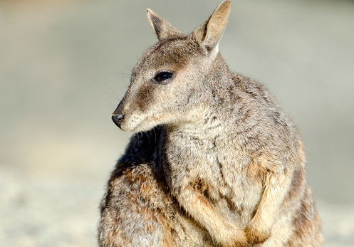 Cute small Rock Wallaby, Mareeba, Queensland, Australia.  Member of the  Macropod family.  Close-up Face