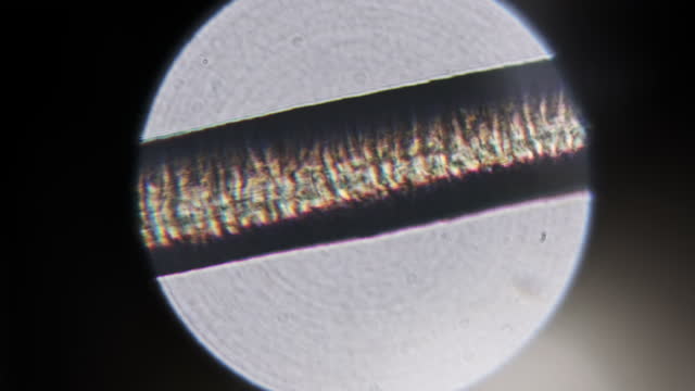 Human Hair Under a Microscope