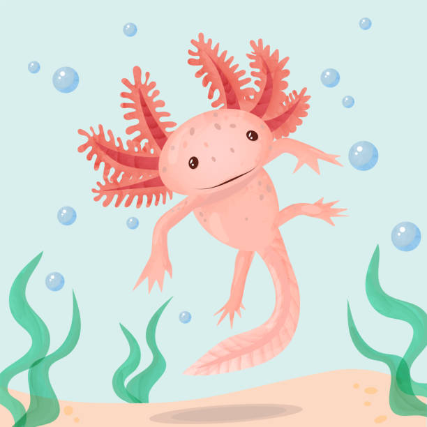 ilustrações, clipart, desenhos animados e ícones de bonito axolote rosa flutuante - anfíbio