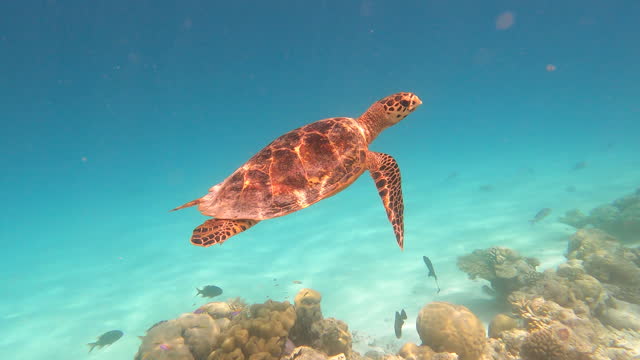 Green Hawksbill Sea Turtle swims in the Maldives -- reef shark swims by