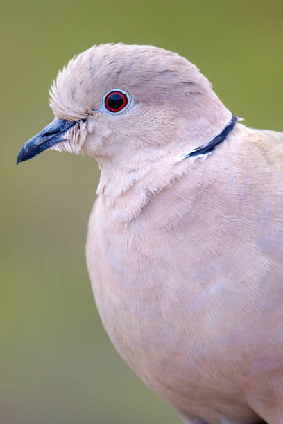 Portrait of a beautiful white dove, also called Eurasian collared dove or ring-necked dove (Streptopelia capicola), the Cape turtle dove or half-collared dove on green blurred background on Fuerteventura, Spain - fauna of Canary Islands. retrato de una hermosa paloma blanca, también llamada paloma de collar euroasiática o paloma de cuello anillado (streptopelia capicola), la tórtola del cabo o paloma de medio collar sobre fondo verde borroso en fuerteventura, españa - fauna de las isla