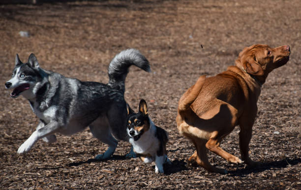 istock Three dogs running playing at an off leash dog park 1483692666