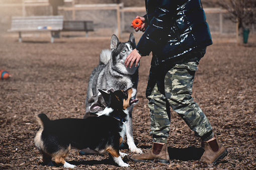 Person playing with dogs at an off leash dog park