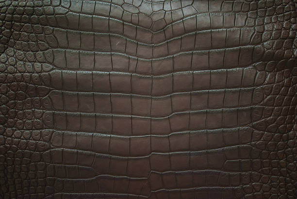 istock Vintage crocodile belly skin texture background. 148369315