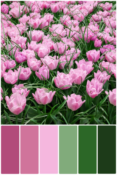 istock Color palette and many beautiful tulips growing outdoors. Collage 1483693894