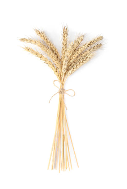 istock Bunch of wheat ears isolated on white 1483693902