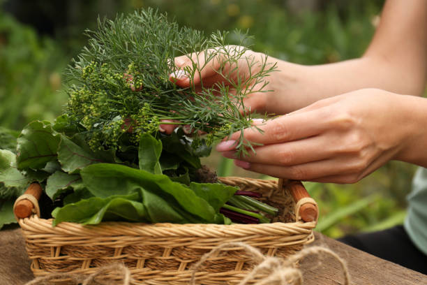 istock Woman with fresh green herbs outdoors, closeup 1483693910