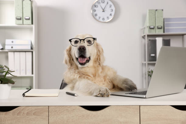 Cute retriever wearing glasses at table in office. Working atmosphere