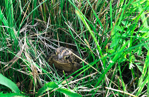 Toad sitting inside green grass