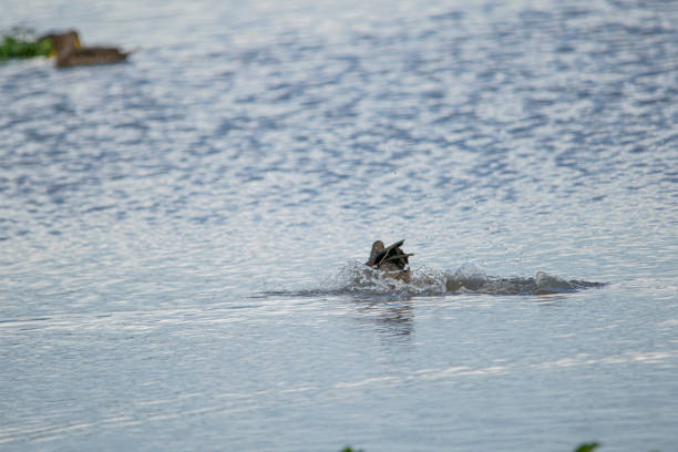 istock Yellow-billed pintail taking a bath in the lagoon 1483696734