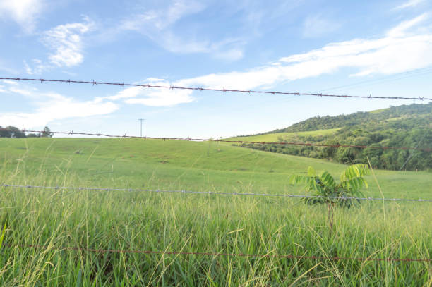 istock Landscape with green grass, empty green pasture in a late afternoon and soft clouds 1483700516