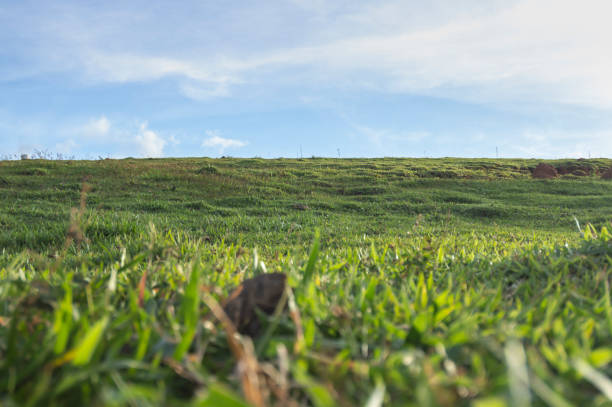 Landscape with green grass, empty green pasture in a late afternoon and soft clouds.