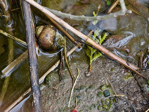 Chinese mystery snail, black snail, or trapdoor snail (Cipangopaludina chinensis) - floating on the river's surface along the riverbank

Invasive species - Ontario Canada

Location
Victoria Lake, Stratford ON CA