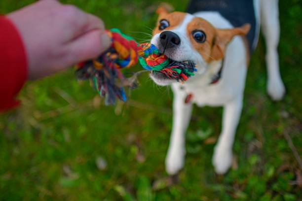 A dog pulling a rope. Beagle dog playing with his master. Dog and his master outside. Dog and his toy. Authentic and live photo.