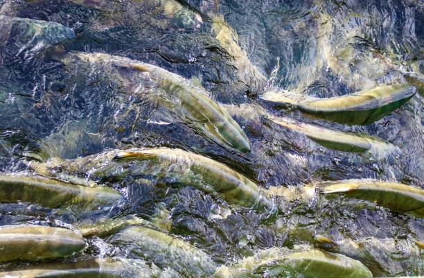 Salmon run The salmon run is the time when salmon, which have migrated from the ocean, swim to the upper reaches of rivers where they spawn on gravel beds. After spawning, all Pacific salmon and most Atlantic salmon die, and the salmon life cycle starts over again. salmon stock pictures, royalty-free photos & images