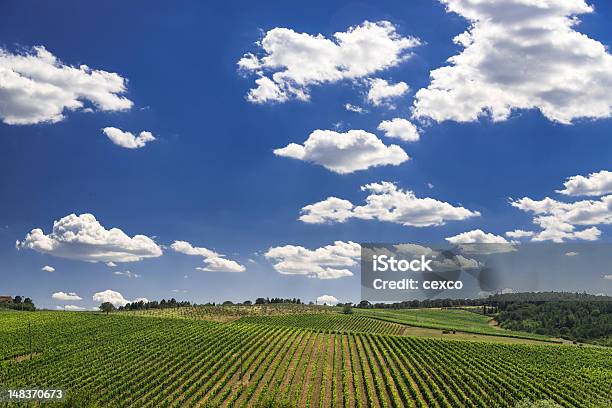 Photo libre de droit de Vignobles En Italie Région De Chianti banque d'images et plus d'images libres de droit de Agriculture - Agriculture, Arbre, Beauté de la nature