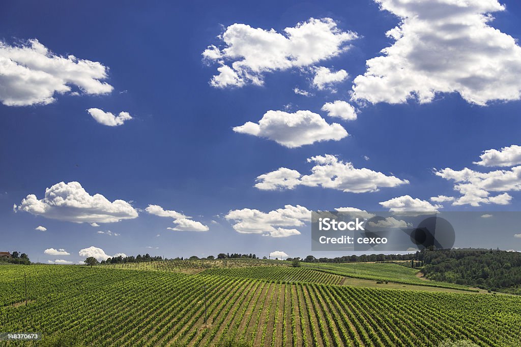 Vinhedo na Itália, Região de Chianti - Foto de stock de Agricultura royalty-free