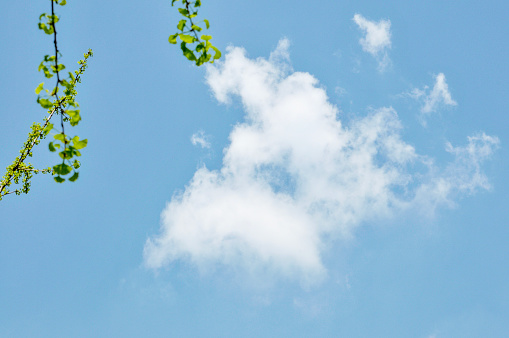 green ginkgo leaves on blue sky background