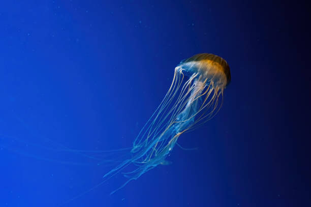 istock Jellyfish swimming underwater aquarium pool. 1483708043