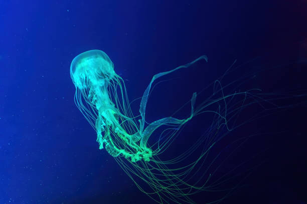 istock Fluorescent jellyfish swimming underwater aquarium pool with blue neon light 1483708048
