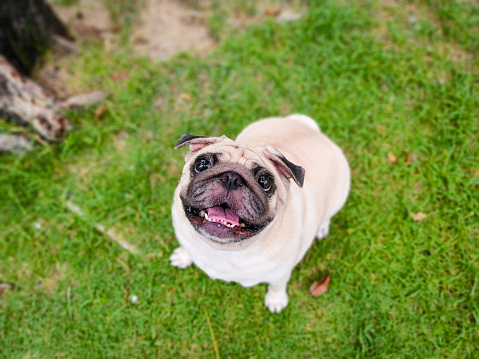 A cute pug at a local park. Cute White Pug with begging face.