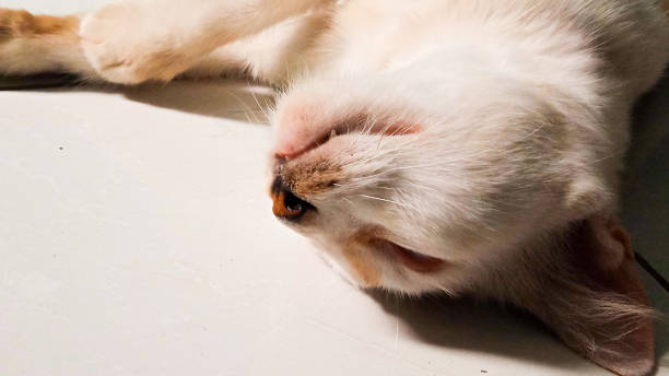 猫と白い背景 - denta ストックフォトと画像