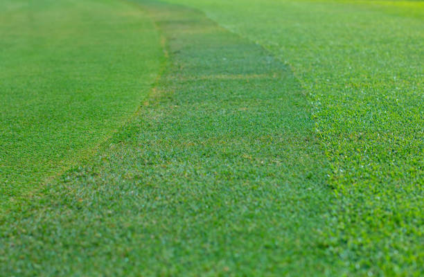 golfball on beautiful mowed grass at a golf course