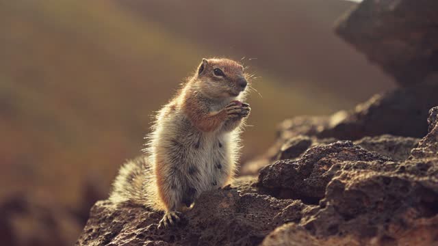 A chipmunk with a fluffy tail gnaws a nut.