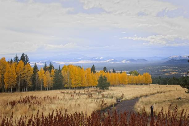 A dirt path leads through a field with a yellow and orange aspen forest with pines and mountains with a gray sky in the background. Snowbowl, Flagstaff, Arizona.
