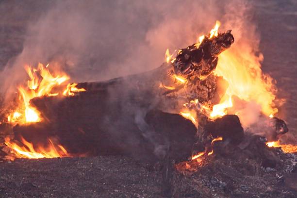 istock A fallen log burns on the forest floor in a forest fire near Flagstaff, Arizona. 1483714904