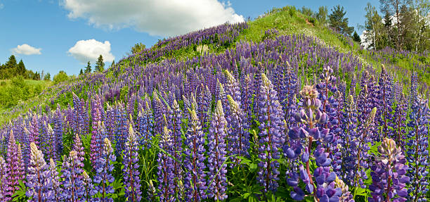 istock Hill panorama in violet flowers. 148371596