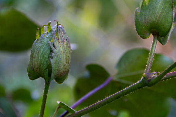 istock green fruit on the cotton plant 1483718112