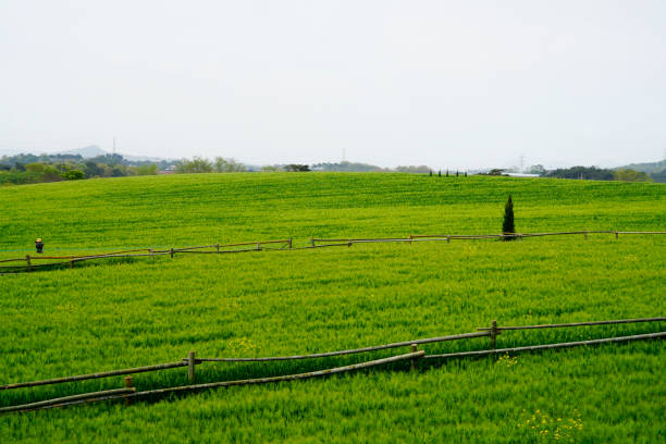 Green barley field hill with canola flowers blooming (April 20, 2023. Green barley field in Gochang-gun, Jeollabuk-do. Korea)