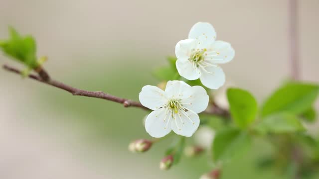 cherry blossom branch close up