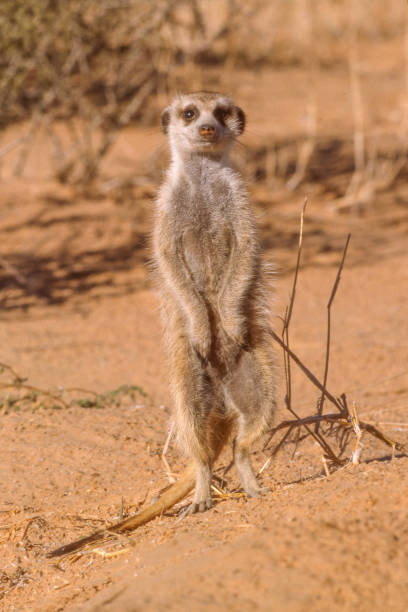 istock Meerkat in the Kalahari 1483721127