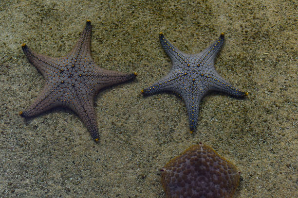 istock Starfish underwater on the sandy ocean floor. 1483722346