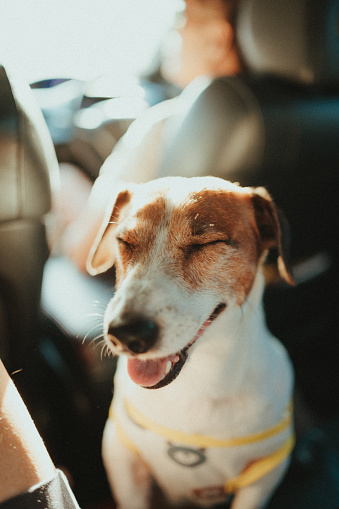 Jack russell stand traveling in car