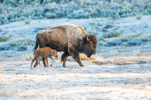 Bison or buffalo with new calf walking to find springtime grass to eat  in the Yellowstone Ecosystem in Wyoming and Montana, in northwestern USA. Nearest cities are Gardiner, Cooke City, Bozeman and Billings Montana, Denver, Colorado, Salt Lake City, Utah and Jackson, Wyoming.