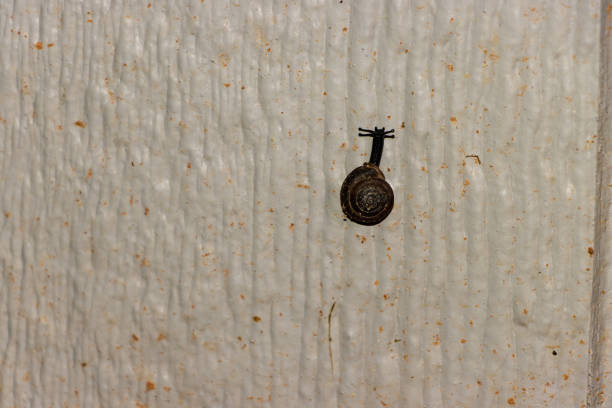Snail Climbing on House Siding