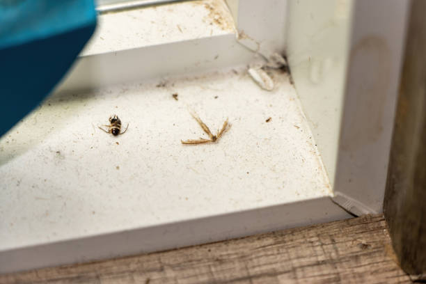 istock Dead insects and dirt on window edge 1483723957