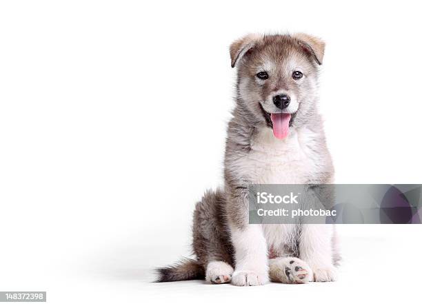 알래스카 알래스칸맬러뮤트 강아지 흰색 가축에 대한 스톡 사진 및 기타 이미지 - 가축, 강아지-어린 동물, 개