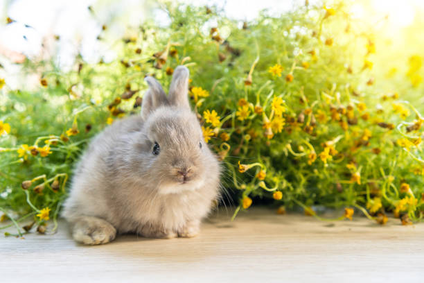 Lovely bunny easter brown rabbit on wooden table with natural bokeh as background . Cute fluffy rabbit on wooden background Lovely mammal with beautiful bright eyes in nature life.Animal concept.