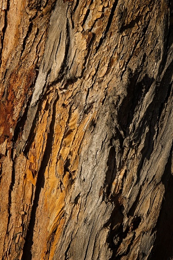 Closeup of Eucalyptus bark with lots of detail and shades of brown at the La Brea Tar Pits, Los Angeles, California