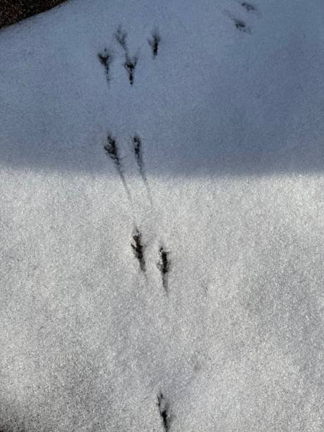 istock bird foot prints in the snow 1483728349