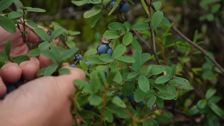 Blueberry picking in the green forest. A woman collects wild blueberries in beautiful forest.