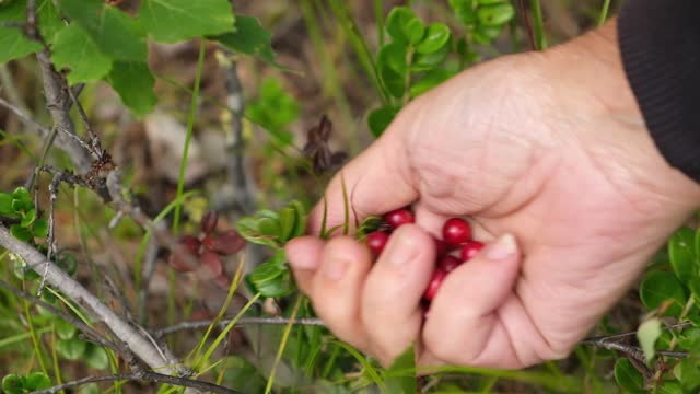 A woman collects cranberries in wild forest. Picking red cranberries close-up in the forest.