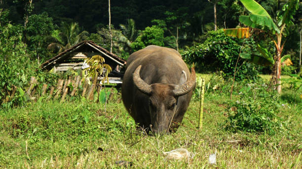 istock A buffalo is eating grass in the field. 1483733730