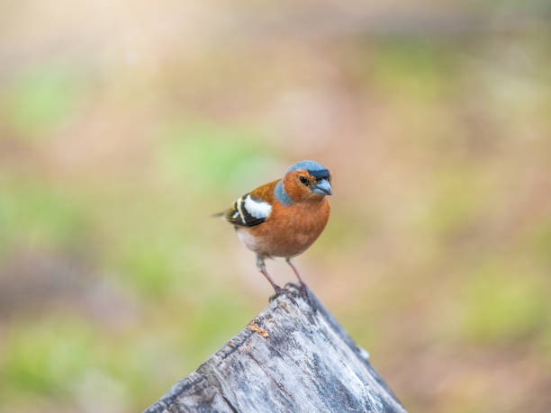 istock Common chaffinch, Fringilla coelebs, sits on a tree. Common chaffinch in wildlife. 1483733762